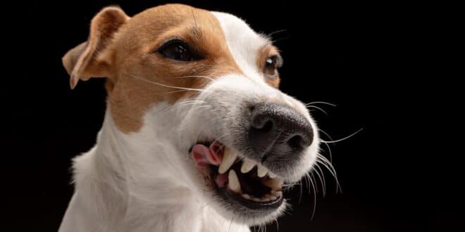 Vous ne savez pas où vivre avec votre chien? Ces villes à fuir d’après 30 millions de consommateurs!