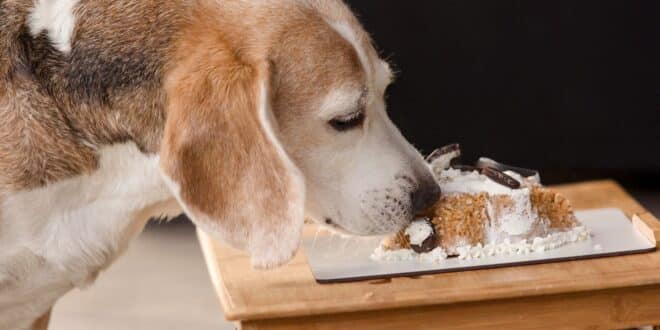 Quelle est la dose mortelle de chocolat pour un chien?