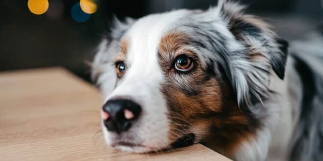 Les 4 émotions de votre chien à connaître absolument pour tisser un lien unique avec lui