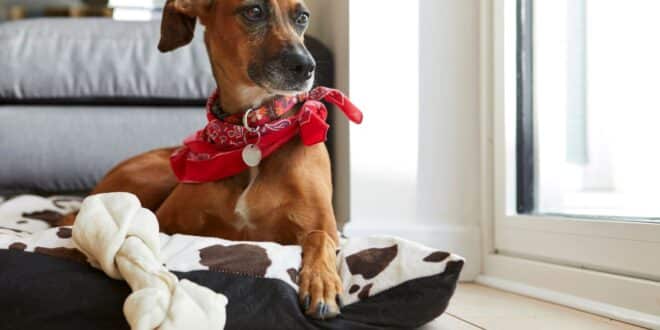 Chien qui gratte son panier avant de se coucher? 4 raisons qui pousse votre animal à avoir ce comportement