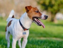 Les 8 insectes qui mettent les chiens en danger : découvrez-les maintenant!