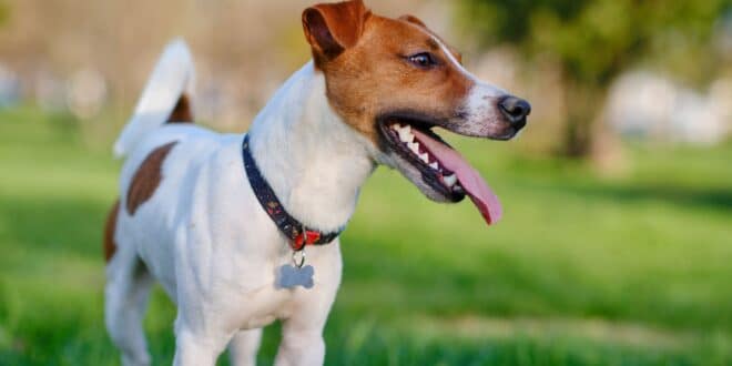 Les 8 insectes qui mettent les chiens en danger : découvrez-les maintenant!
