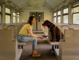 Peut-on faire voyager son chien sans muselière dans un train? La loi est claire