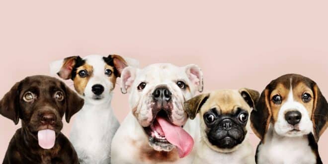 Quelles sont les races de chiens qui ont le plus de chance d’avoir un cancer?