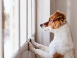 Combien de temps peut-on laisser son chien seul chez soi (intérieur / exterieur)?