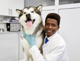 Assurance pour chien : comment faire des économies ?