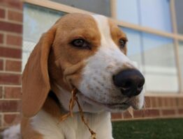 Protégez la santé de votre Beagle avec une mutuelle adaptée