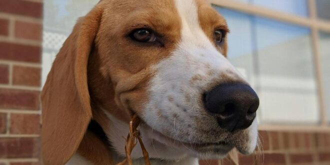 Protégez la santé de votre Beagle avec une mutuelle adaptée