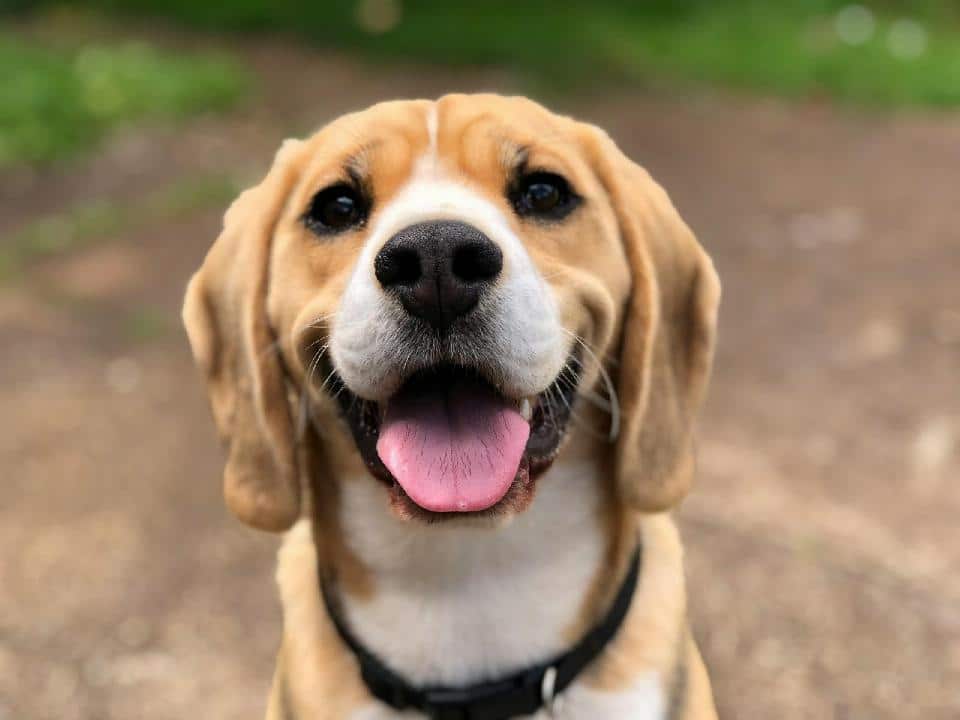 un beagle qui ouvre la gueule