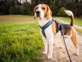 Comment choisir un harnais pour son beagle? Le guide complet du propriétaire bienveillant