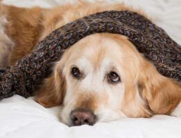Quels sont les signes d’arthrose chez un chien ?